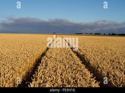 I cingoli del trattore scomparendo in distanza di un dorato campo di grano al tramonto. Foto Stock