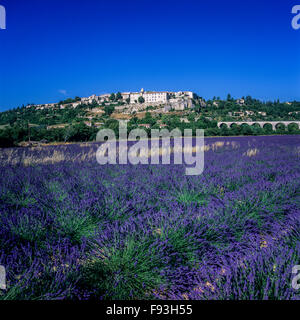 Blooming campo di lavanda e Sault appollaiato villaggio, Vaucluse Provence, Francia Foto Stock