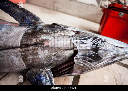 La parte inferiore di una testa di un pesce morto con alcune gocce di sangue posto su alcuni piattaforma di legno Foto Stock