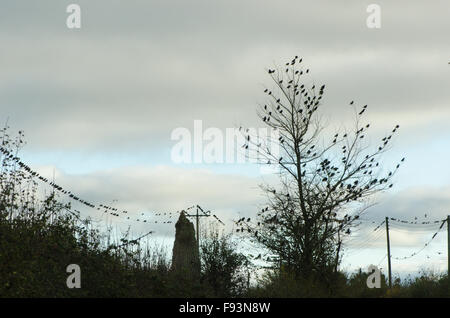 Starling [Sturnus vulgaris] murmuration. Molti tra loro in appoggio sulle linee di alimentazione e di Alberi e siepe. Somerset, Regno Unito. Dicembre. Foto Stock