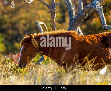 Pony selvatici di Assateague Island Foto Stock