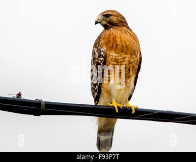 Rosso Falco con spallamento appollaiato su linee di alimentazione lungo Assteague Road vicino a Ayers Creek a Berlino Maryland, Stati Uniti d'America Foto Stock