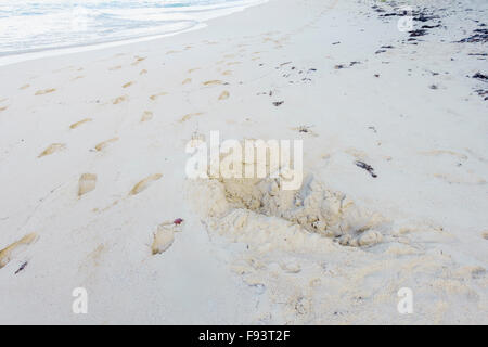 Una Sea Turtle Nest su Turtle Beach, Buck Island, U.S. Isole Vergini. Foto Stock