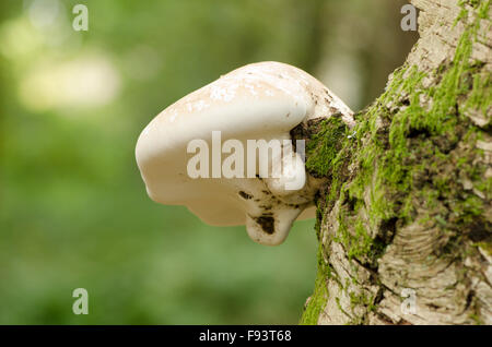 Birch polypore [Piptoporus betulinus] crescente su argento betulla [Betula pendula] Settembre. Sussex. Regno Unito Foto Stock