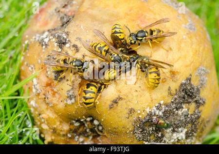 Vespe comune mangiare fori in caduti marciume apple. England Regno Unito. Agosto Foto Stock