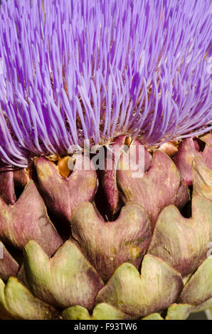 Carciofi [Cynara scolymus]. Close-up di broccoli e brattee. Regno Unito. Agosto Foto Stock