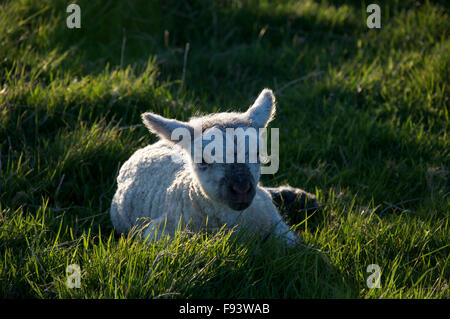 Un molto giovane agnello "Ovis aries" sdraiato in erba verde. Primavera in campagna. Eggardon Hill, rurale Dorset, Inghilterra, Regno Unito. Foto Stock