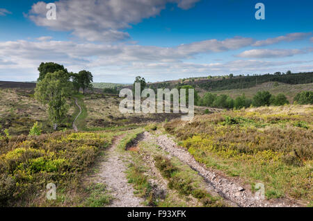 Cannock Chase paesaggio, Staffordshire, Inghilterra Foto Stock