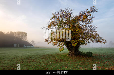 Street fine Cricket Club vicino a Canterbury Kent in una nebbiosa mattina autunnale. Foto Stock