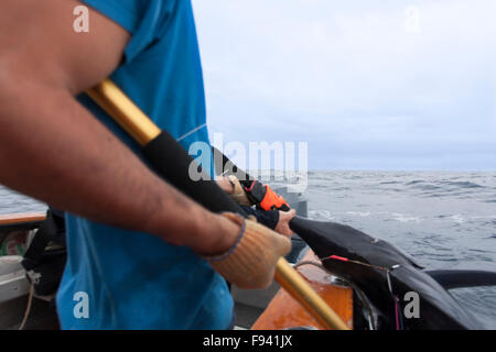Dettaglio di due uomini tirando un enorme pesce catturato nell'oceano a bordo Foto Stock