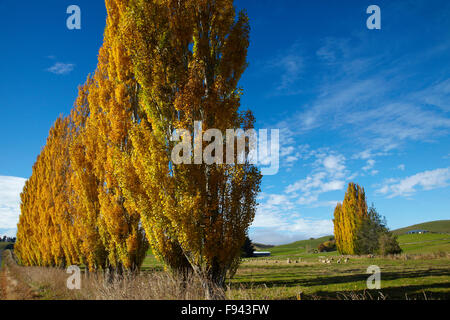 I pioppi e i terreni agricoli in autunno, vicino Lovells piana, South Otago, Isola del Sud, Nuova Zelanda Foto Stock