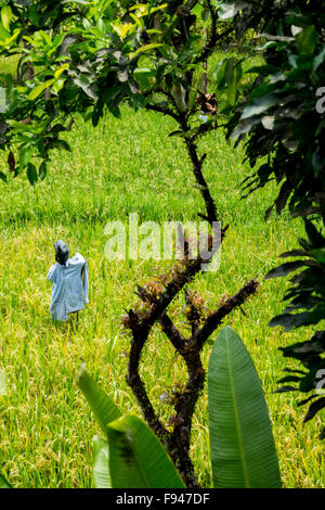 Cavecrow su un campo di riso a Ubud, Gianyar, Bali, Indonesia. Foto Stock