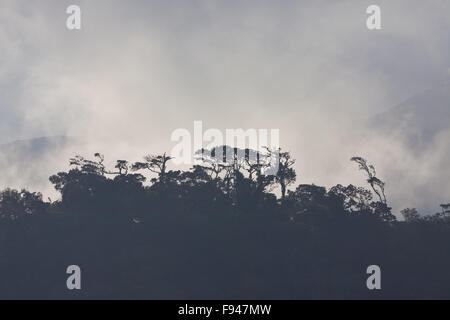 La nebbia al di sopra della nube foresta Omar Torrijos national park, Cordillera Central, Cocle Affitto provincia, Repubblica di Panama. Foto Stock