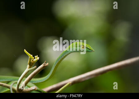 Il Vitigno comune Snake (Ahaetulla nasuta), è una sottile albero verde serpente trovato in India Foto Stock