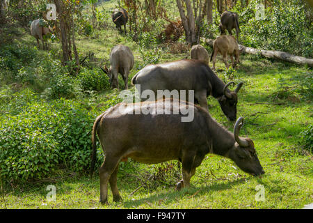 Gruppo di bufali. Foto Stock