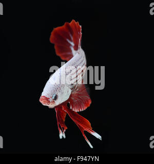 pesci di Betta Foto Stock