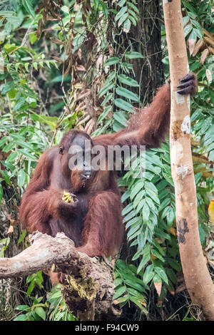 Borneo Orangutan (Pongo pygmaeus) mangiare banane, Tanjung messa NP, Kalimantan, Borneo, Indonesia