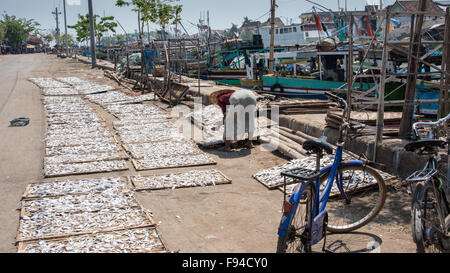 Pesce di essiccazione al sole vicino a Surabaya, Indonesia, se l'Asia. Foto Stock