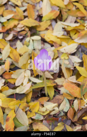 Colchicum Tenorei 'Gigante' . Fioritura autunnale crocus cresce attraverso la figliata di foglia. Foto Stock