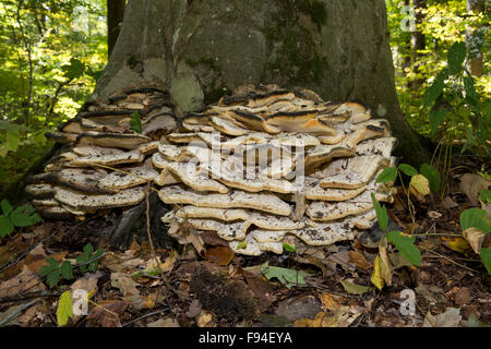 Polypore gigante o il black-colorazione (polypore Meripilus sumstinei) Foto Stock