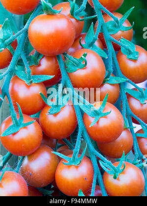 Il rosso e il verde grappoli di coctail di pomodori in fase di maturazione il sole Foto Stock