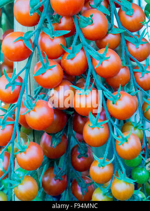 Il rosso e il verde grappoli di coctail di pomodori in fase di maturazione il sole Foto Stock