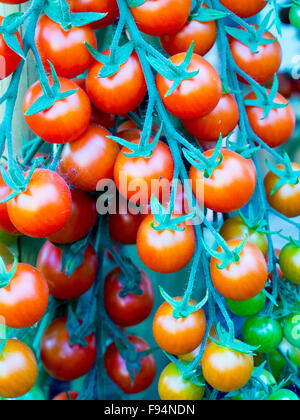 Il rosso e il verde grappoli di coctail di pomodori in fase di maturazione il sole Foto Stock