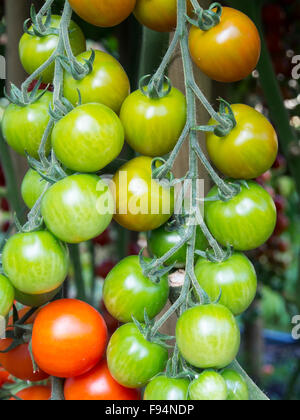 Il rosso e il verde grappoli di coctail di pomodori in fase di maturazione il sole Foto Stock