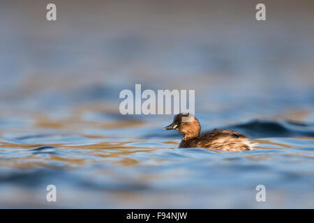 Tuffetto / Zwergtaucher ( Tachybaptus ruficollis ) nuota in miglior luce sul bel tratto colorato di acqua. Foto Stock