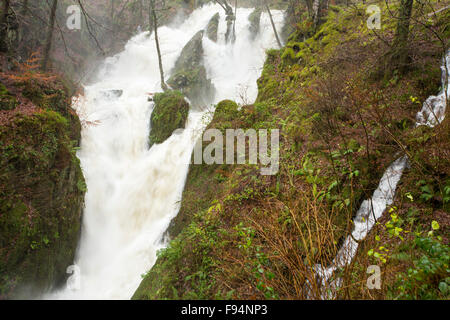 Magazzino Ghyll cascata in Ambleside nel distretto del lago sabato 5 dicembre 2015, durante una pioggia torrenziale dalla tempesta Desmond. Foto Stock