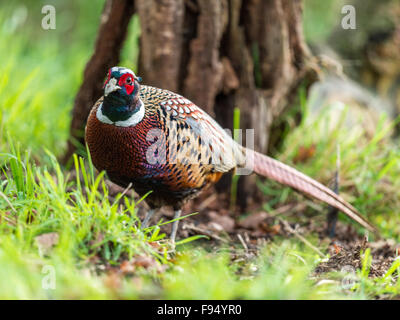 Bel maschio britannico comune Fagiano (Phasianus colchicus) rovistando nel bosco naturale foresta impostazione. Foto Stock