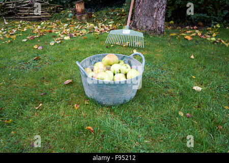 Manna Bramley mele raccolte nel Giardino Trug. Foto Stock