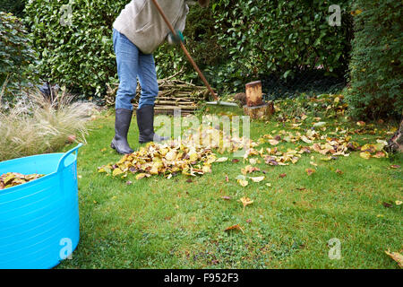 Femmina in un giardino Caduti raccolta di foglie di autunno con un rastrello. Foto Stock