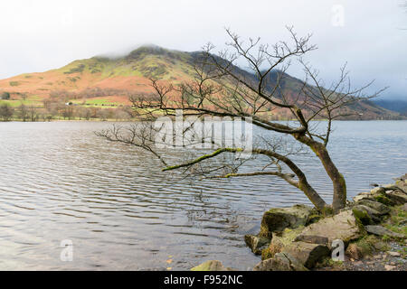 Una vista del paesaggio di Lone Tree e le montagne e il lago a Buttermere Lake District Cumbria Regno Unito Foto Stock