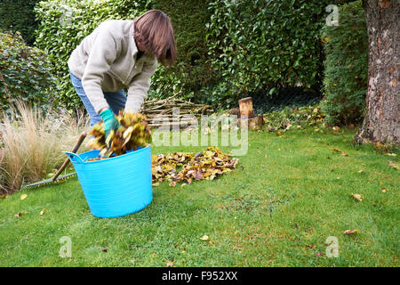 Femmina in un giardino Caduti raccolta di foglie di autunno per rendere foglia compost di stampo. Foto Stock