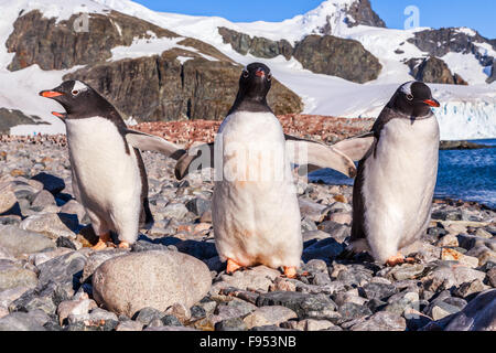 De Cuverville Island pinguini di Gentoo, Antartide Foto Stock