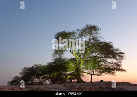 Albero della Vita, Bahrain Foto Stock