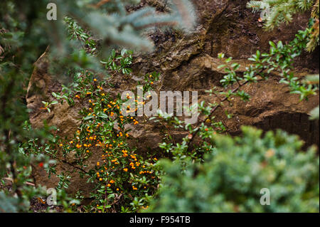 Il ramo pieno di giallo pyracantha bacche Foto Stock