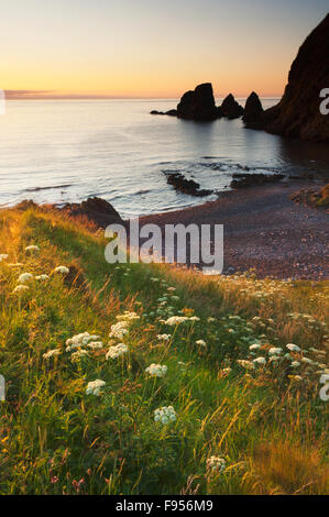 La costa vicino a Castello di Dunnottar all'alba - Aberdeenshire, Scozia. Foto Stock