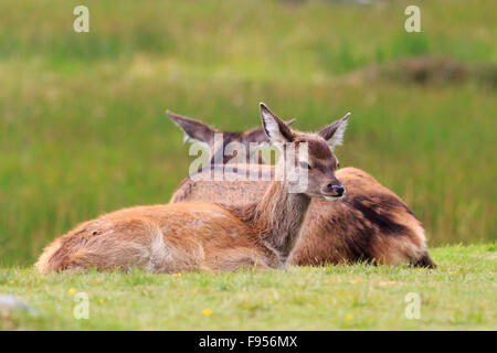 Due giovani cervi in appoggio nelle highlands scozzesi Foto Stock