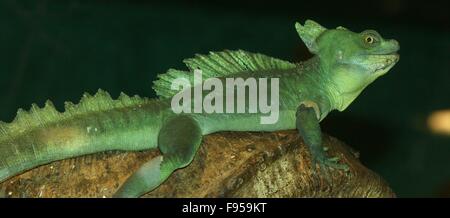 Maschio americano centrale verde o piumati basilisco (Basiliscus plumifrons), a.k.a. double crested basilisco. Cucito (immagine) Foto Stock