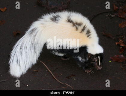 Nord America skunk striato (Mephitis mephitis) Foto Stock