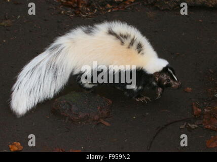 Nord America skunk striato (Mephitis mephitis) a piedi da a distanza ravvicinata Foto Stock