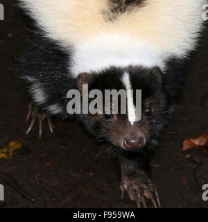 Curioso il Nord America skunk striato (Mephitis mephitis), fino in prossimità della testa Foto Stock