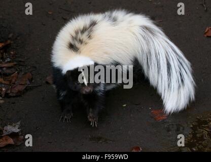 Nord America skunk striato (Mephitis mephitis) Foto Stock