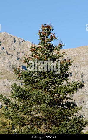 Lo spagnolo di abete, di Abies pinsapo nel parco naturale della Sierra de las Nieves , Andalusia, Spagna. Foto Stock