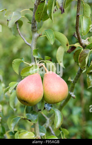 Due mature comice pere (Pyrus communis) appeso al ramo di un albero da frutto Foto Stock