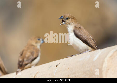 Becco d'argento africanto, Adulti urlando, Wadi Darbat, Dhofar, Oman (Euodice cantans) Foto Stock