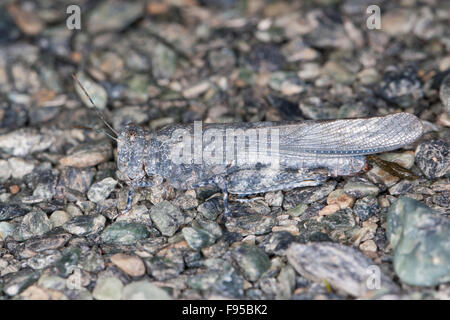 Blu-winged Grasshopper, camuffamento, Sandschrecke, perfekte Tarnung auf dem Untergrund, Sphingonotus corsicus, Korsika, Corsica Foto Stock