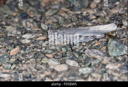 Blu-winged Grasshopper, camuffamento, Sandschrecke, perfekte Tarnung auf dem Untergrund, Sphingonotus corsicus, Korsika, Corsica Foto Stock